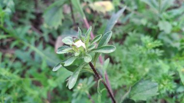 Bahçedeki güzel çiçekler