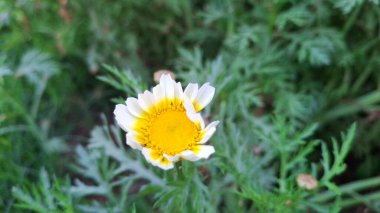 Bahçedeki güzel sarı çiçek