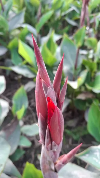Güzel botanik fotoğrafı, doğal duvar kağıdı.