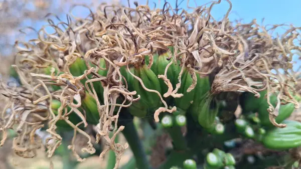 Bahçedeki kaktüse yakın.