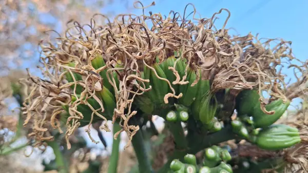 Doğadaki yeşil bitki, kapat