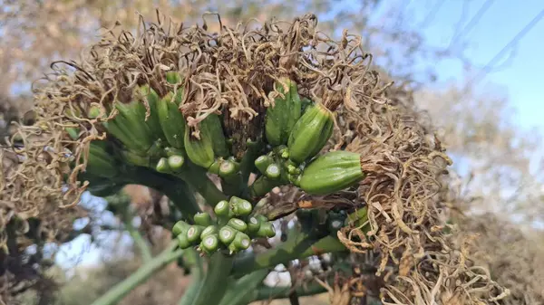 Bahçede yeşil yapraklar