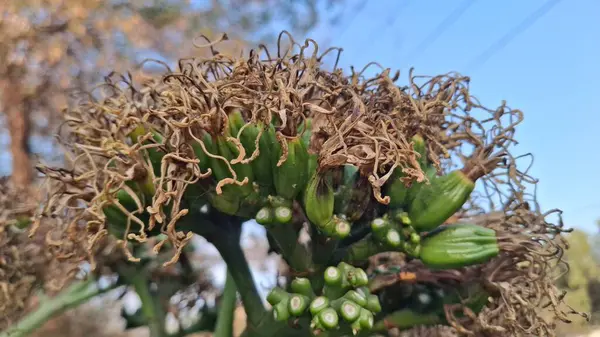 Bahçede yeşil yapraklar
