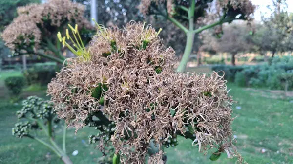 Güzel botanik fotoğrafı, doğal duvar kağıdı.