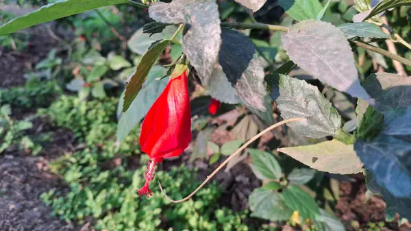 Bahçede kırmızı biber