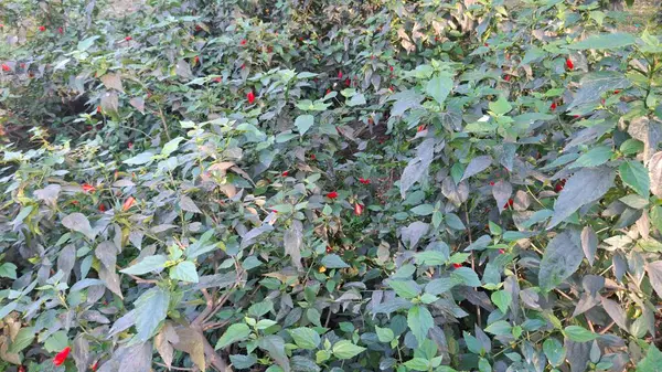 taze yeşil yaprakları ağacın