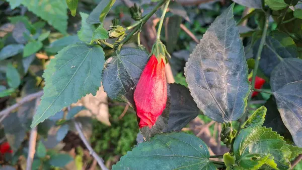 Kırmızı biber çiçeği, doğa florası.