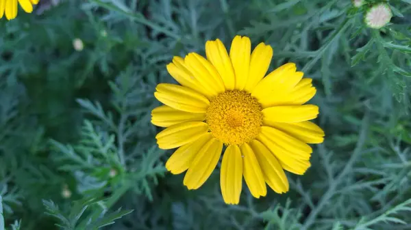 Bahçedeki güzel çiçekler