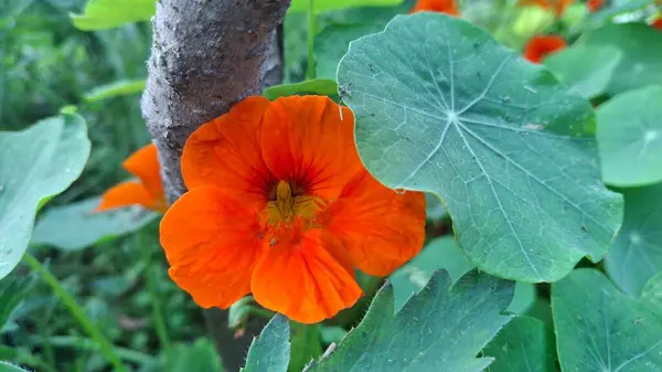 Bahçedeki güzel çiçekler