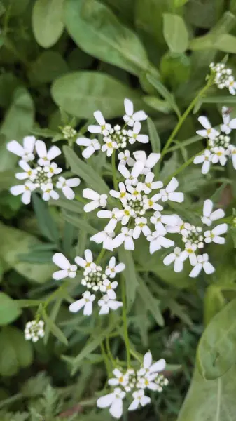 Bahçede beyaz çiçekler