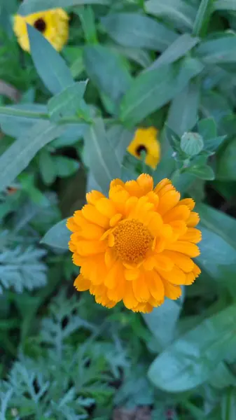 Bahçedeki sarı çiçek