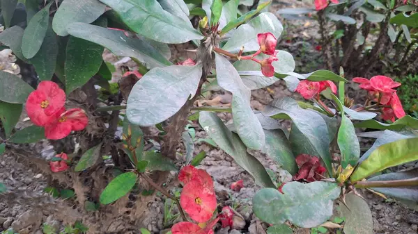 Bahçedeki güzel çiçekler