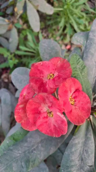 Bahçedeki güzel çiçekler