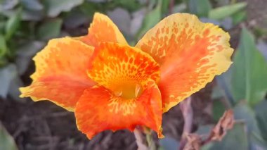 Bahçedeki nilüferlerin portakal çiçeği