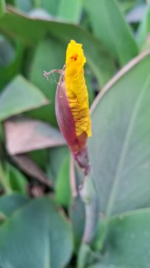 Güzel botanik fotoğrafı, doğal duvar kağıdı.