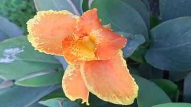 Bahçedeki güzel çiçekler