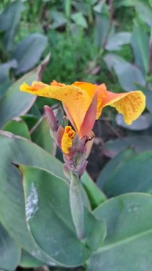 Bahçedeki portakal çiçeği