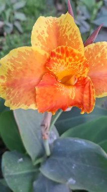 yeşil arkaplanda turuncu çiçek