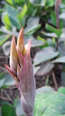 Bahçedeki güzel, yeşil bir bitkiye yakın..