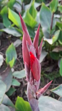 Doğada yeşil yapraklar üzerinde kırmızı lale çiçeği