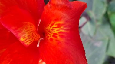 kırmızı amber çiçeği bahçeye yakın.