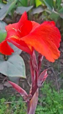 Yazın bahçede kırmızı amber çiçeği.