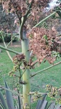 Bahçedeki yeşil çimenler