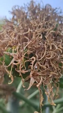 Bahçedeki bir ağaca yaklaş.