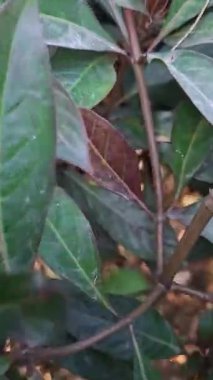 Bahçede yeşil yapraklar