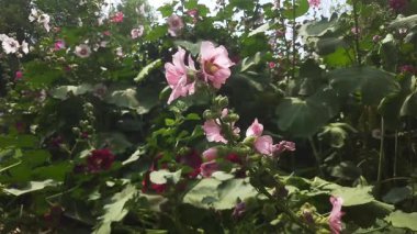 Bahçedeki güzel çiçekler