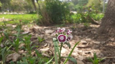 Bahçedeki güzel çiçekler