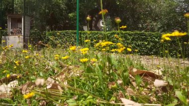 Bahçedeki güzel çiçekler