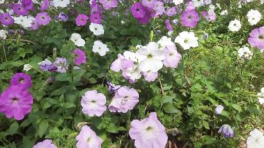 Bahçedeki güzel çiçekler