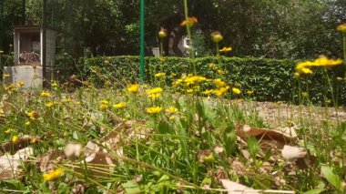 Bahçedeki güzel çiçekler