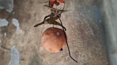 Bir ağacın yakın çekimi.