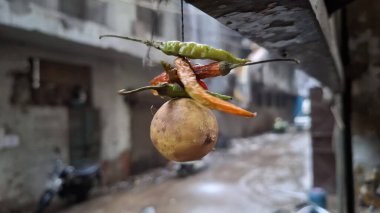 Güzel bir çiçeğin yakın çekimi.