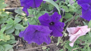 Bahçedeki güzel çiçekler