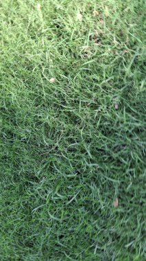 yeşil çimen dokusu arkaplanı, kapat