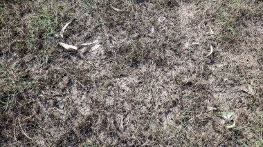 Yağmurdan sonra kuru ot