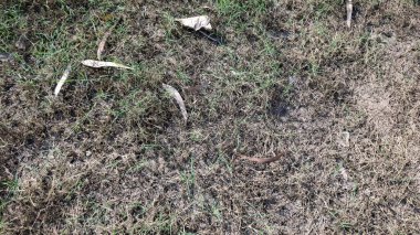 Bahçedeki yeşil çimenler