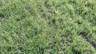 yeşil çimenler ve çimenler.