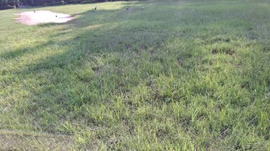 Ormanda yeşil çimenler