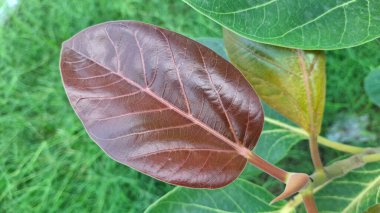 Bahçede yeşil yaprak