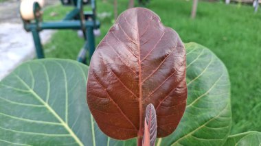 Güzel botanik fotoğrafı, doğal duvar kağıdı.