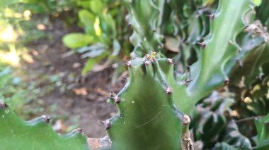 Yeşil yapraklı kaktüs