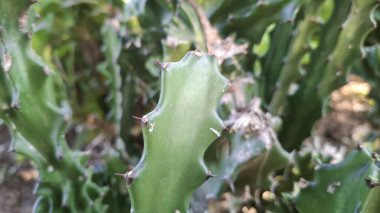 Doğadaki kaktüsün yakın görüntüsü