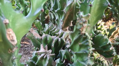 Yeşil kaktüse yakın.