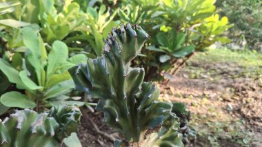 Bahçedeki yeşil bitki