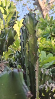 Bahçedeki yeşil kaktüs