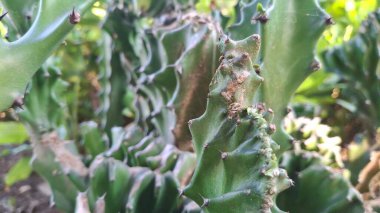 Bahçedeki yeşil bitki